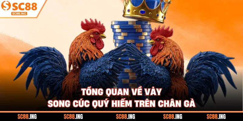 Tổng quan về vảy song cúc quý hiếm trên chân gà